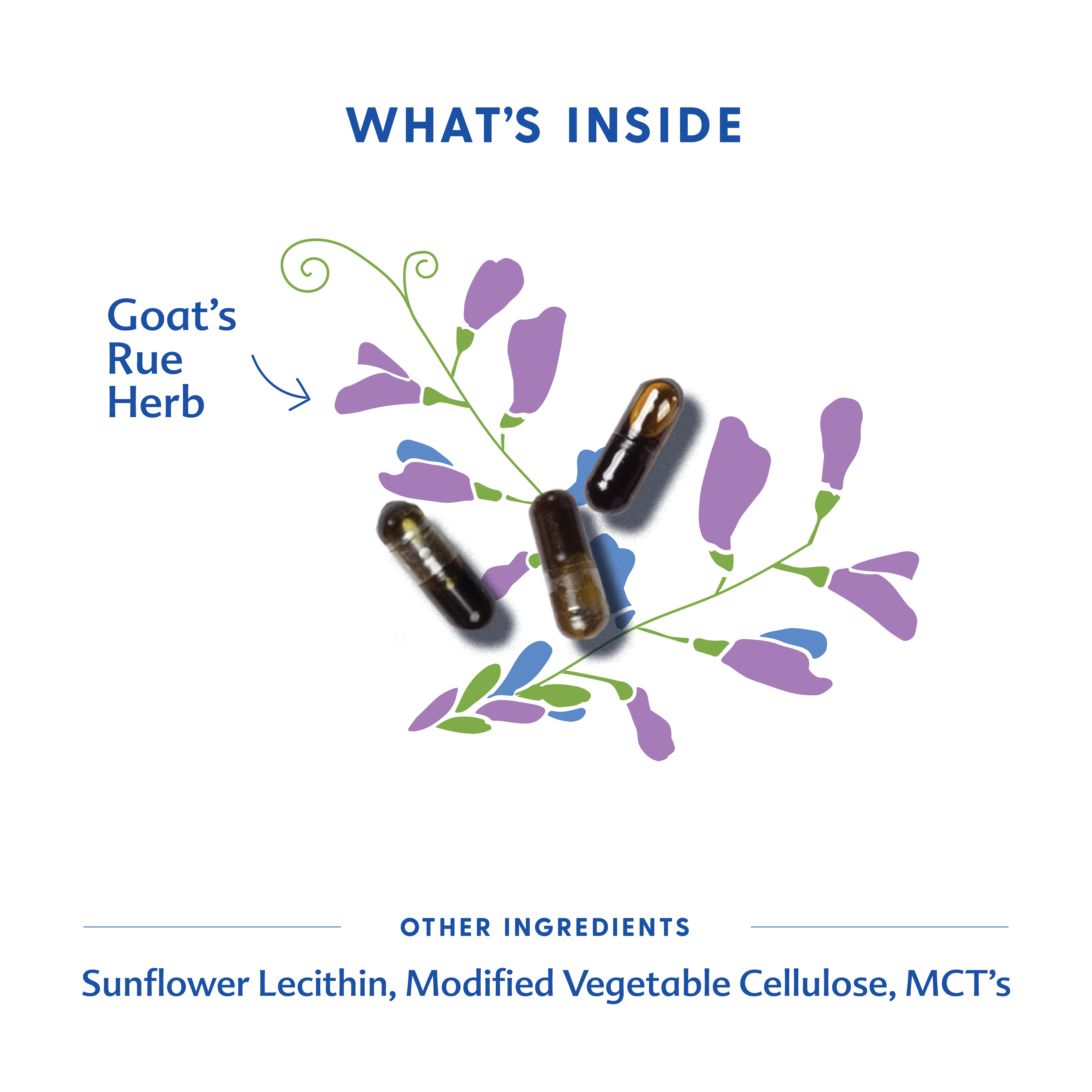 Goat's Rue - Liquid Capsules | Motherlove Herbal Company - additional view