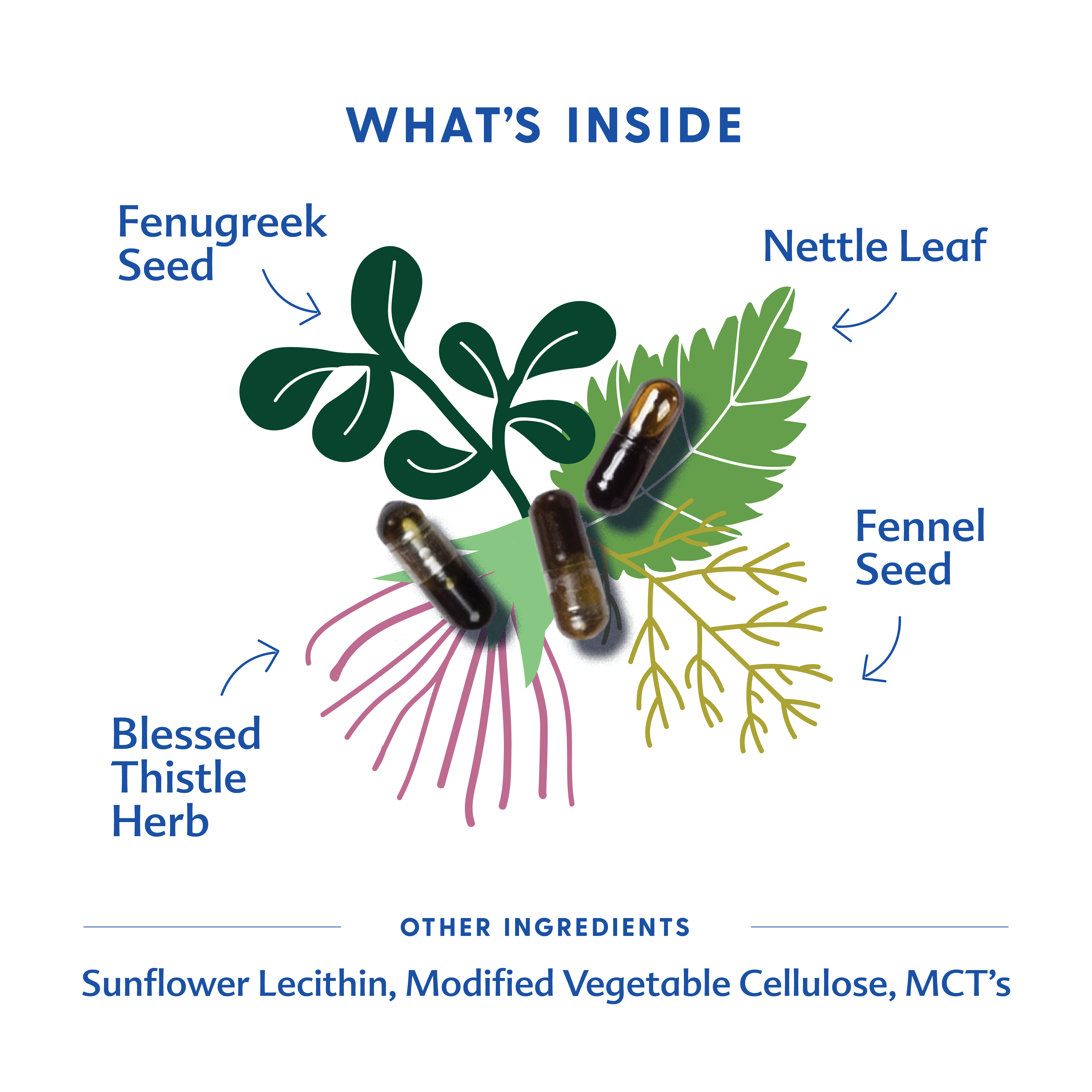 More Milk Plus® - Liquid Capsules | Motherlove Herbal Company - additional view