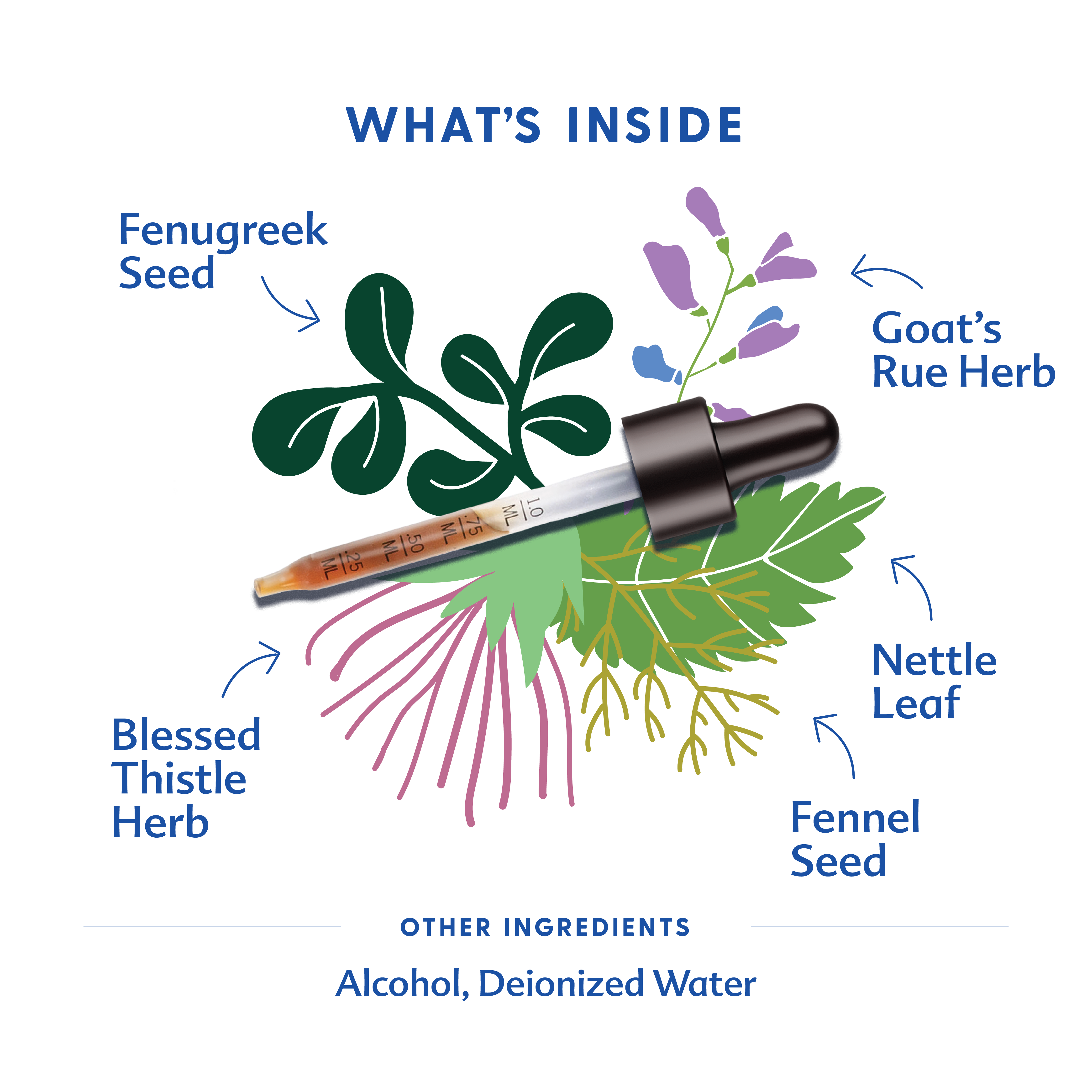 More Milk® Special Blend - Tincture | Motherlove Herbal Company - additional view