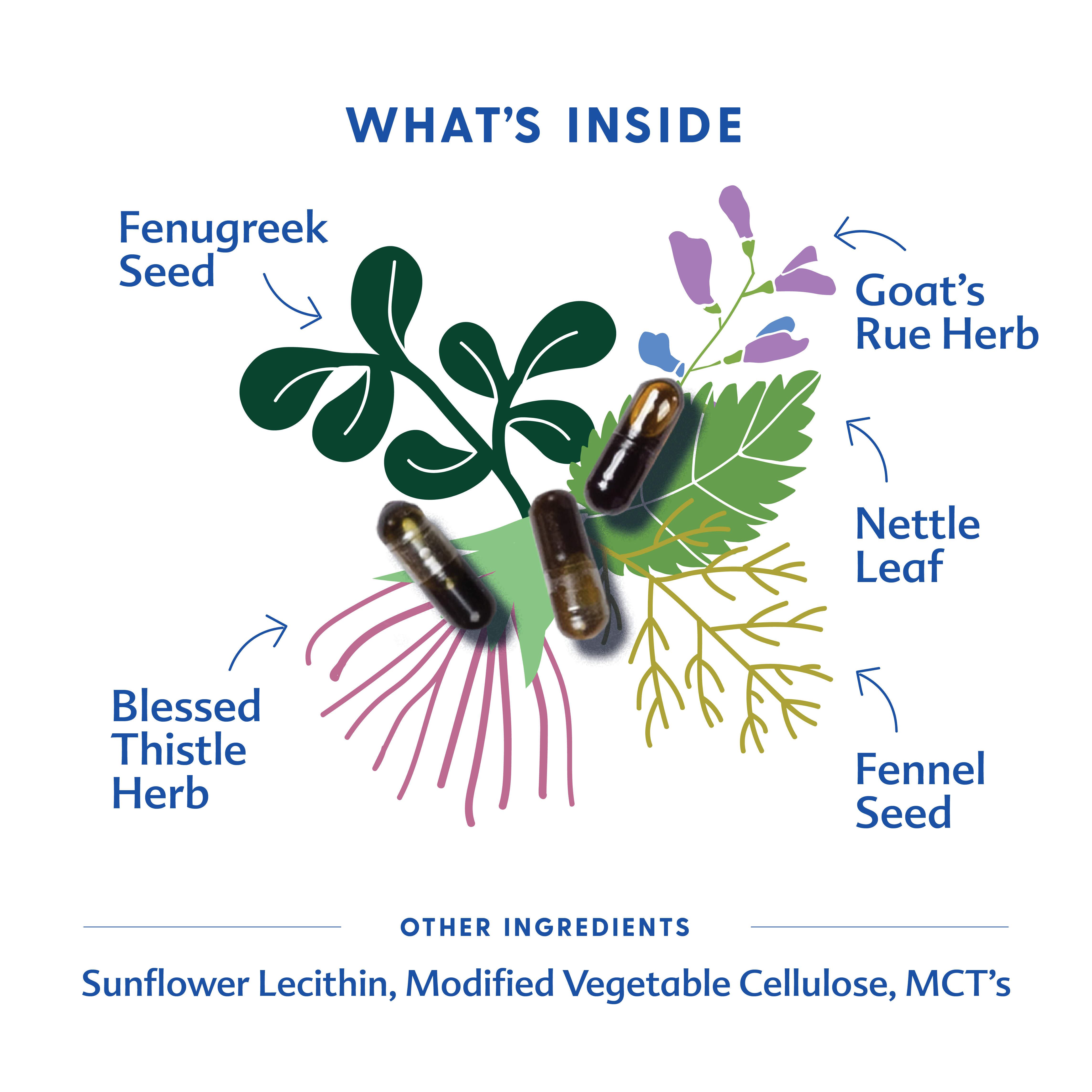 More Milk® Special Blend - Liquid Capsules | Motherlove Herbal Company - additional view