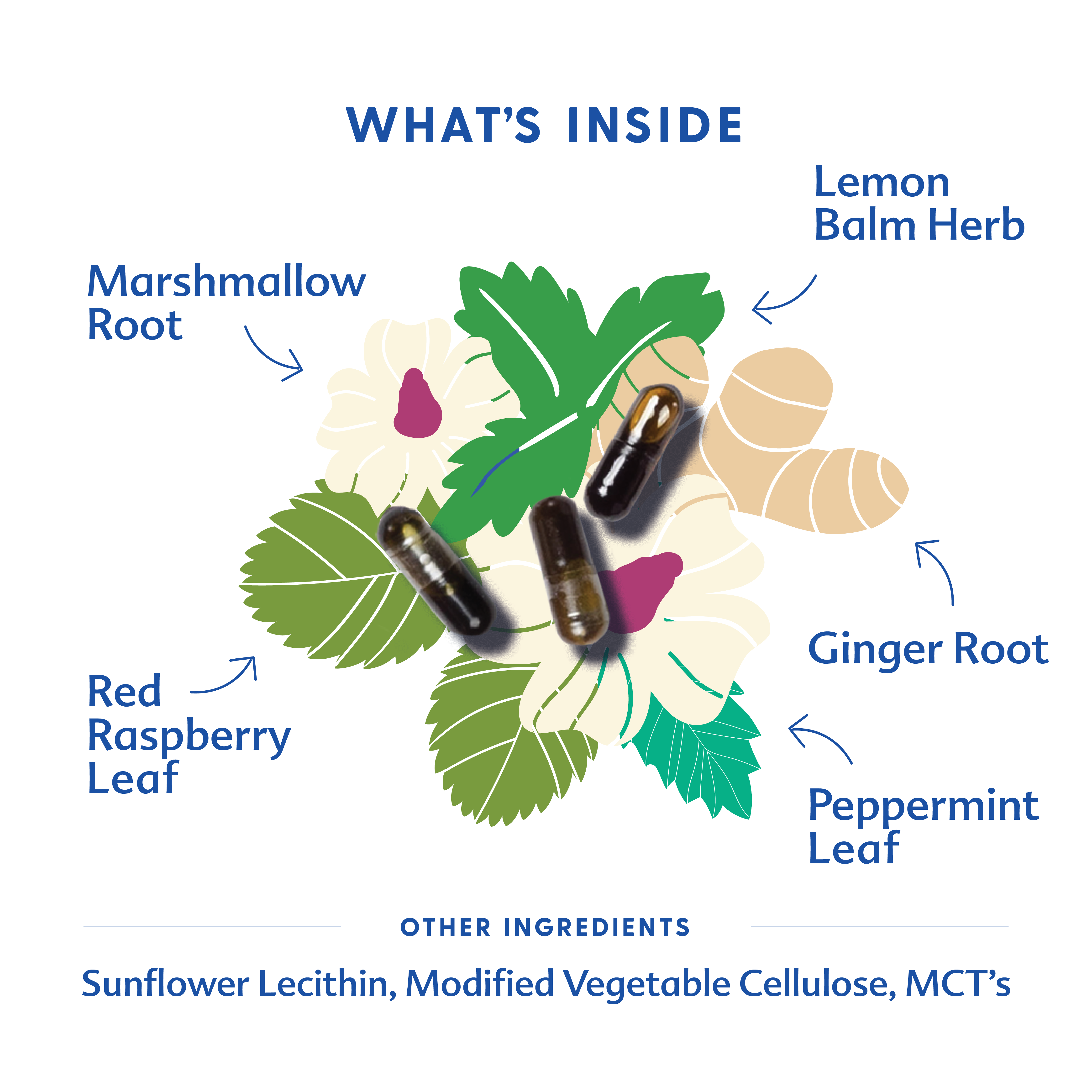 Morning Sickness Blend - Liquid Capsules | Motherlove Herbal Company - additional view