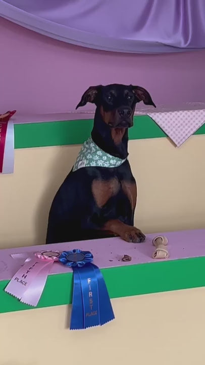 Top Dog